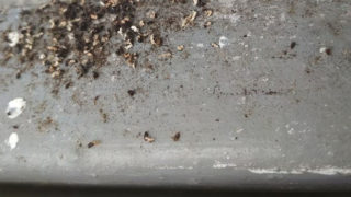 黒アリが集まるところにできる木くずのような・・得体の知れない物体は何！？　おすすめナメクジ駆除剤